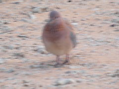 Streptopelia senegalensis senegalensis