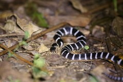 Bungarus multicinctus