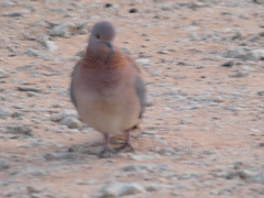 Streptopelia senegalensis senegalensis