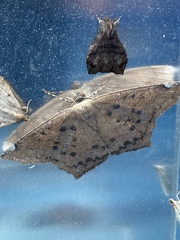 Paragonia cruraria