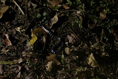 Bungarus multicinctus