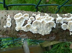 Antrodia heteromorpha