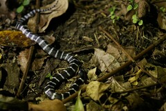 Bungarus multicinctus