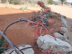 Aloe grandidentata