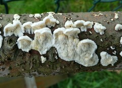 Antrodia heteromorpha