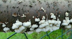 Antrodia heteromorpha