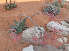 Aloe grandidentata
