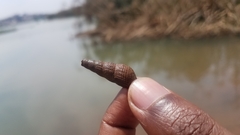 Thiaridae