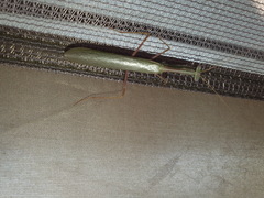 Miomantis