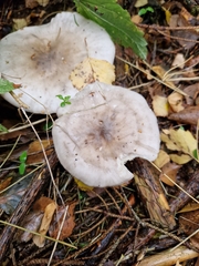 Clitocybe nebularis