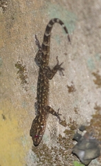 Cyrtodactylus