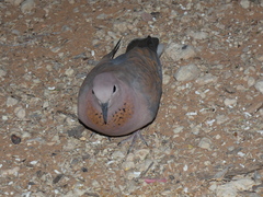 Streptopelia senegalensis senegalensis