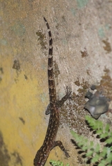 Cyrtodactylus