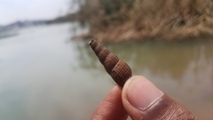Thiaridae