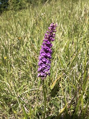 Gymnadenia