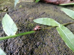 Doryphorina