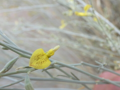 Crotalaria spartioides
