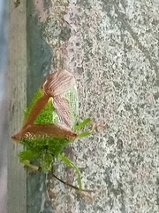 Acanthosoma haemorrhoidale