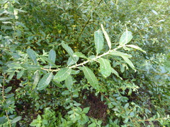 Salix