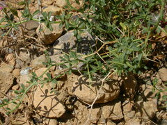 Ononis spinosa antiquorum