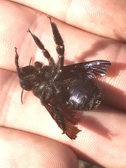 Xylocopa californica arizonensis