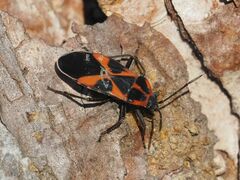 Tropidothorax leucopterus