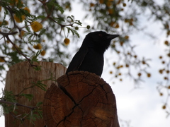 Dicrurus adsimilis apivorus