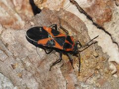 Tropidothorax leucopterus