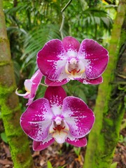 Vandoideae