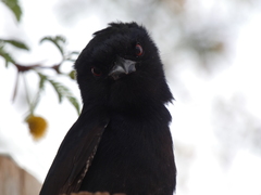 Dicrurus adsimilis apivorus