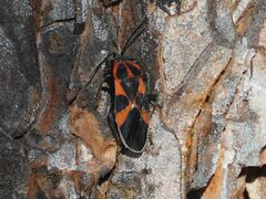 Tropidothorax leucopterus