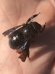Xylocopa californica arizonensis