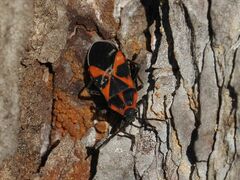 Tropidothorax leucopterus