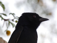 Dicrurus adsimilis apivorus