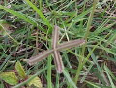 Dactyloctenium aegyptium