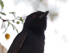 Dicrurus adsimilis apivorus