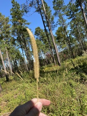 Setaria parviflora