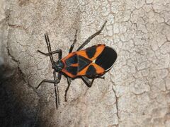 Tropidothorax leucopterus