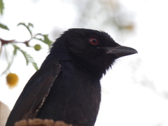 Dicrurus adsimilis apivorus