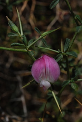 Ononis spinosa antiquorum