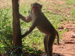 Macaca mulatta