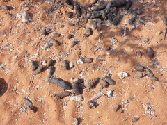 Cynictis penicillata penicillata
