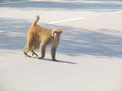 Macaca mulatta