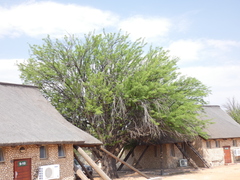 Prosopis glandulosa