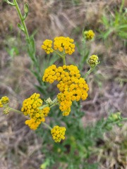 Nidorella auriculata