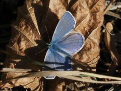 Polyommatus bellargus
