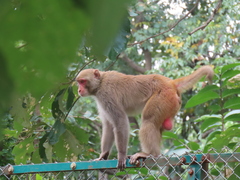 Macaca mulatta