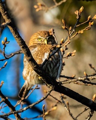Glaucidium nana