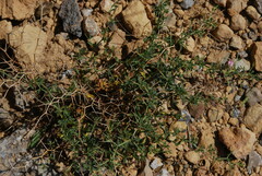 Ononis spinosa antiquorum