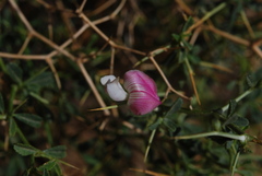 Ononis spinosa antiquorum